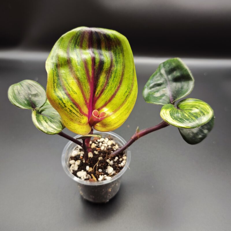 Геогенантус Цилиатус «Аура Флейм»