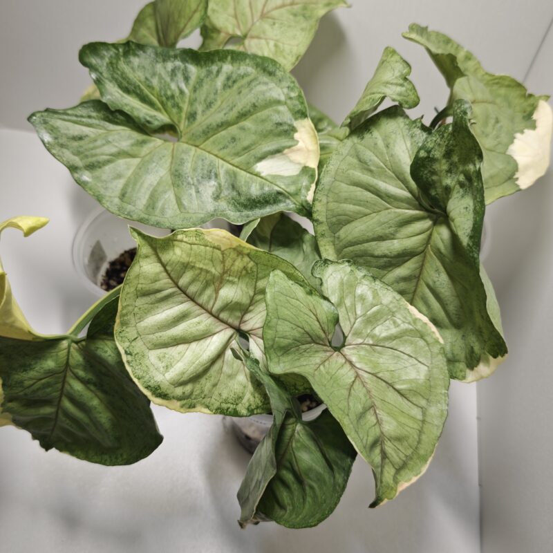 Сингониум Орм Тонг вариегатный