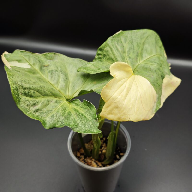 Сингониум Орм Тонг Вариегатный