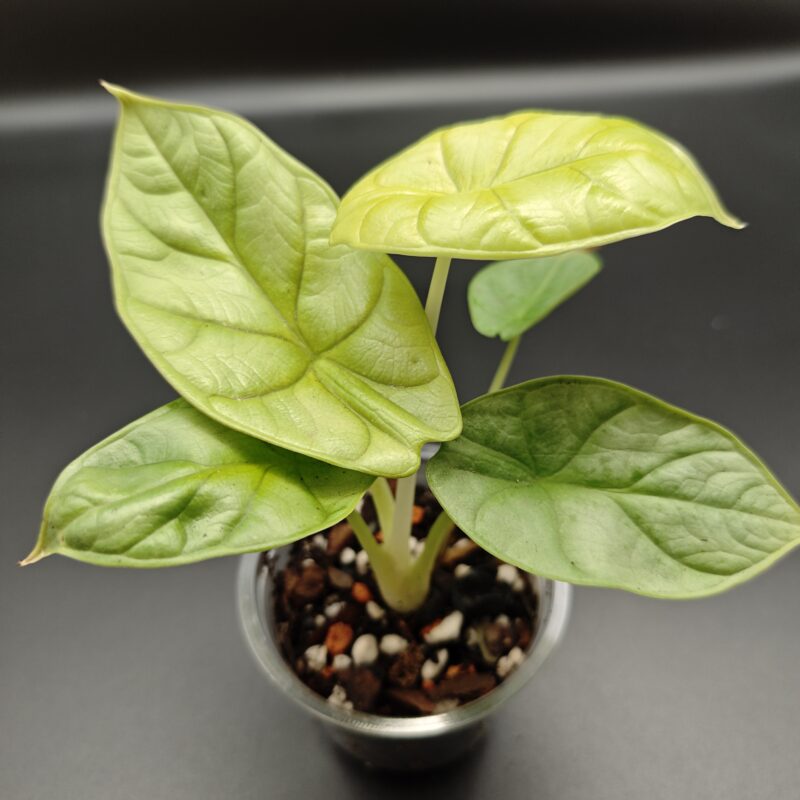 Алоказия «Драгон Голд»