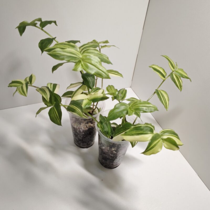 Традесканция Жёлтый холм