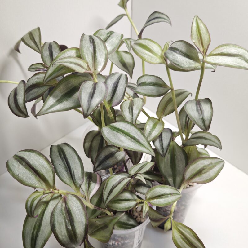 Традесканция Зебрина Сильвер