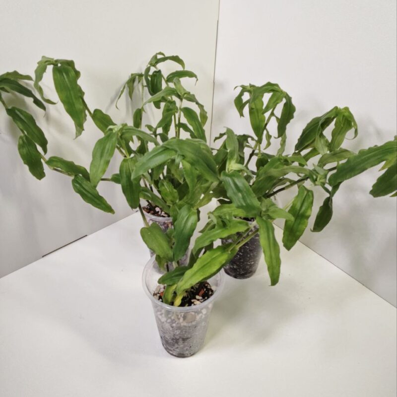 традесканция боливиана