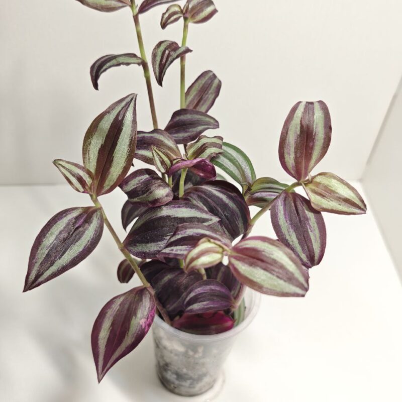 Традесканция Зебрина Виолет Хилл