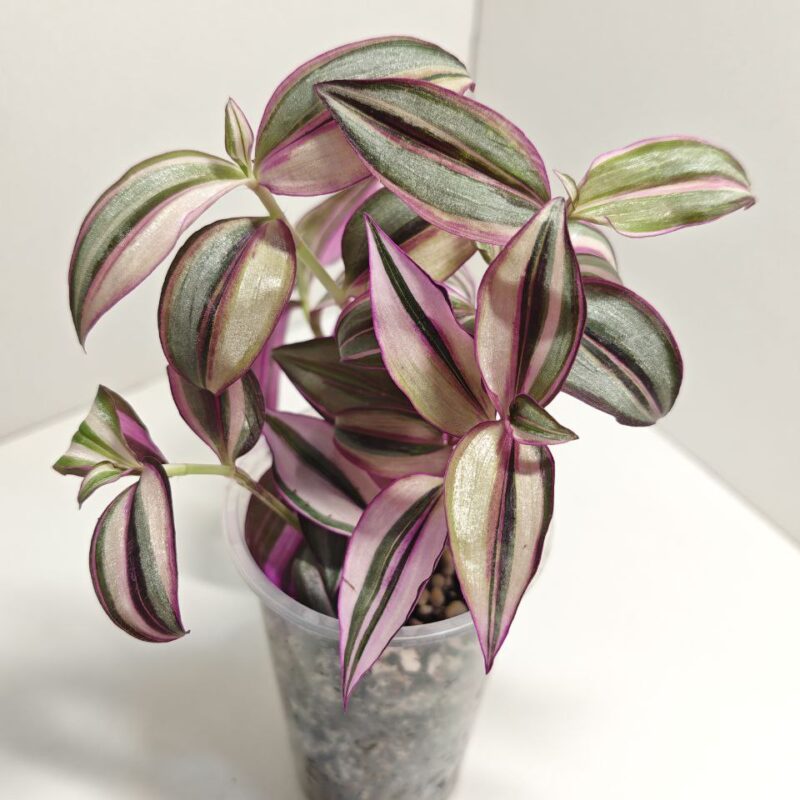 Традесканция Зебрина Квадриколор