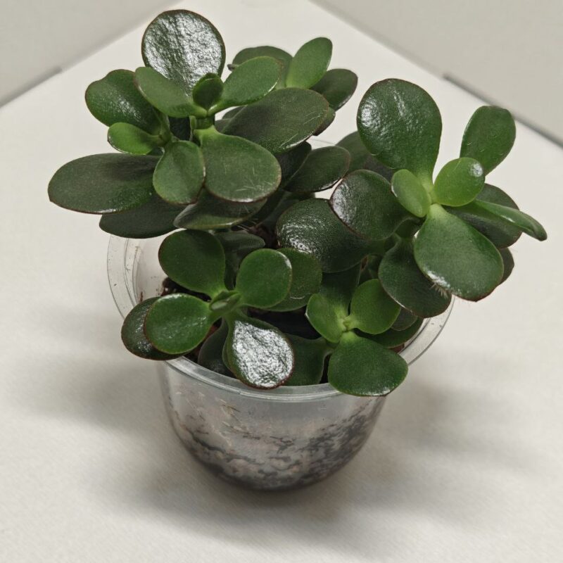 Крассула овата