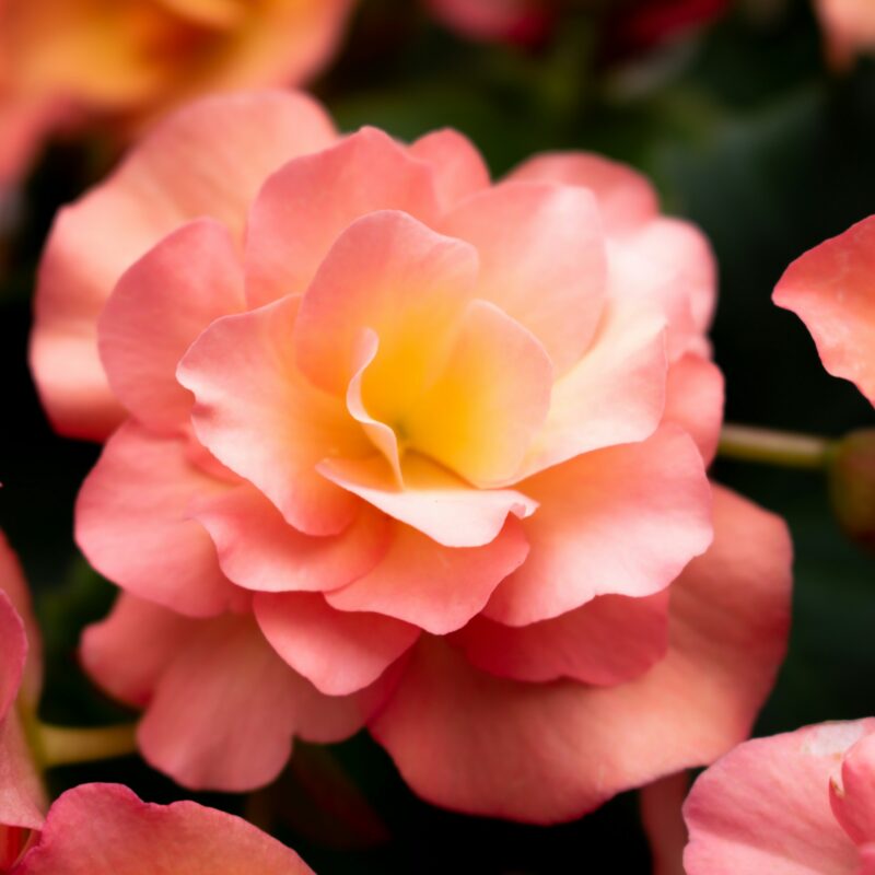 Декоративно-цветущие