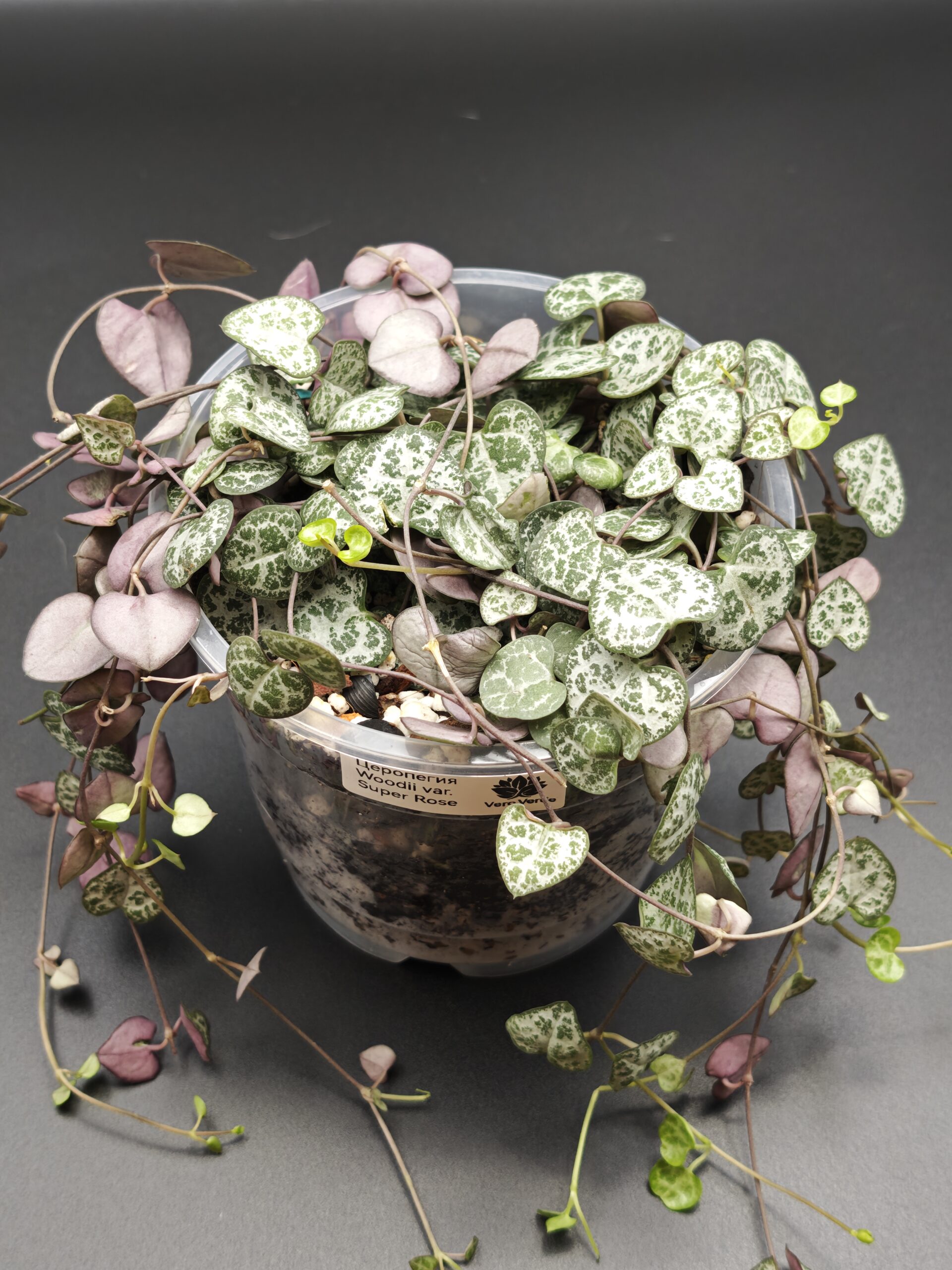 Церопегия Вуди Вариегатная Супер Роуз — изображение 2