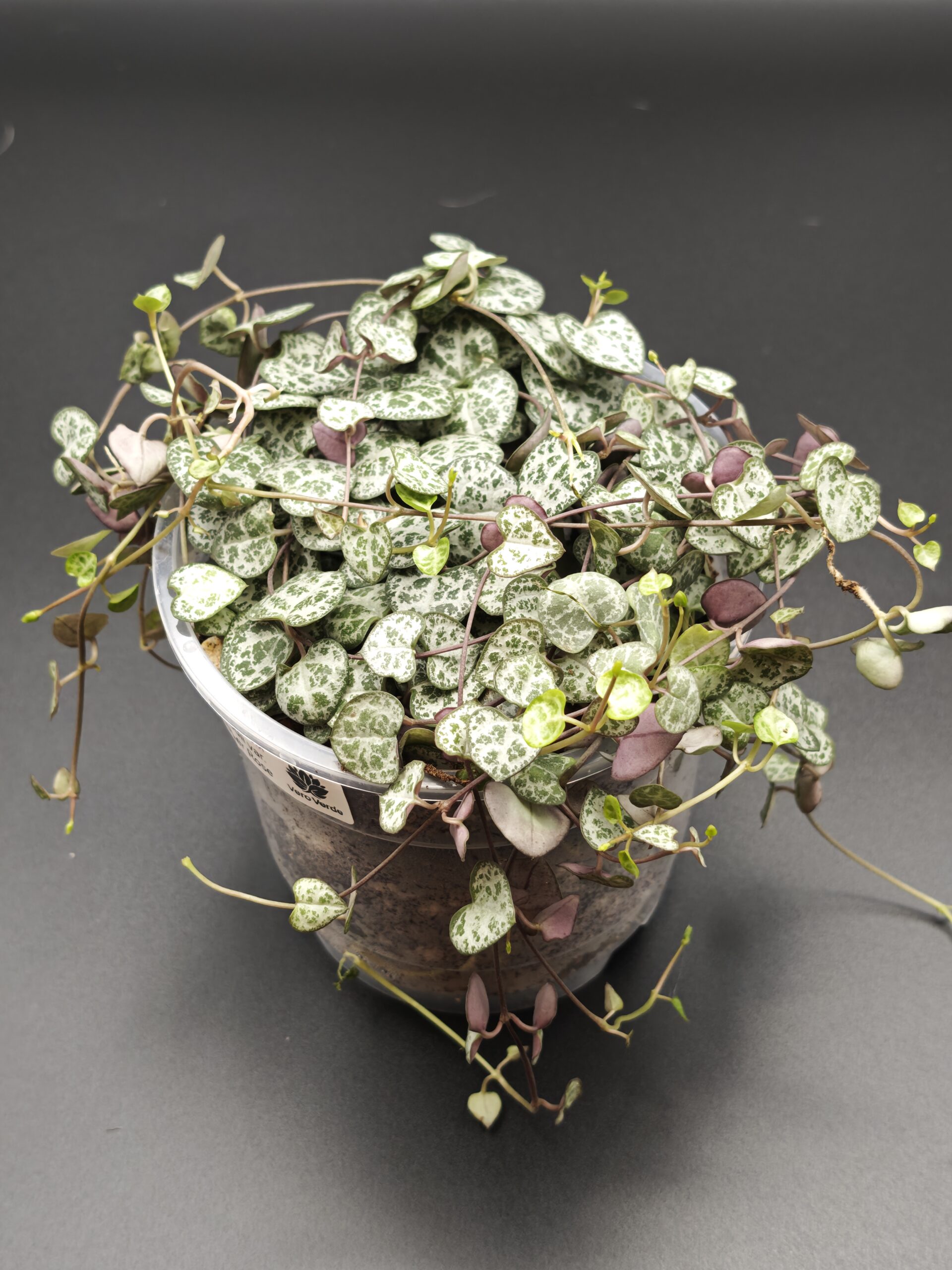 Церопегия Вуди Вариегатная Супер Роуз — изображение 3