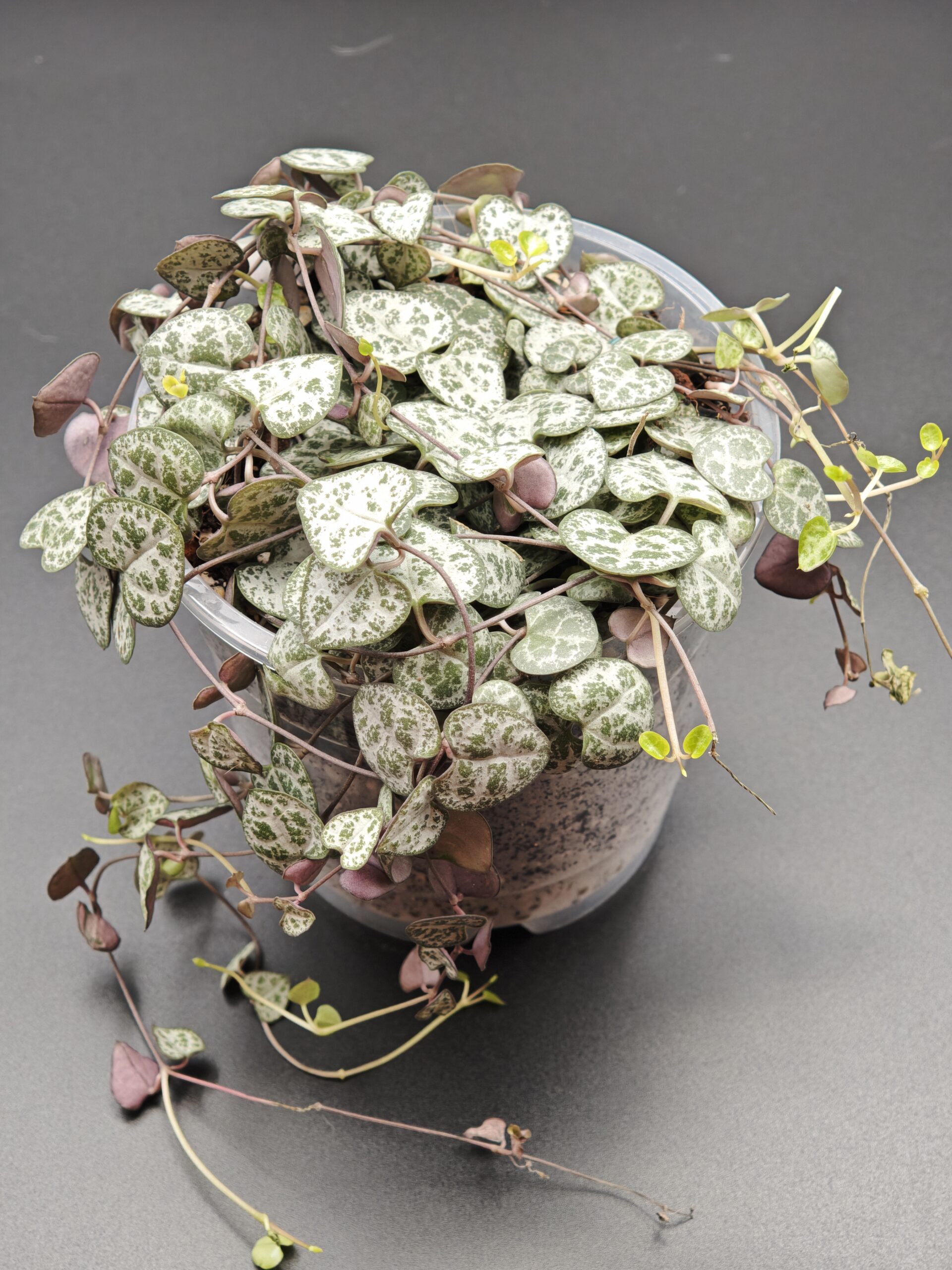 Церопегия Вуди Вариегатная Супер Роуз — изображение 4