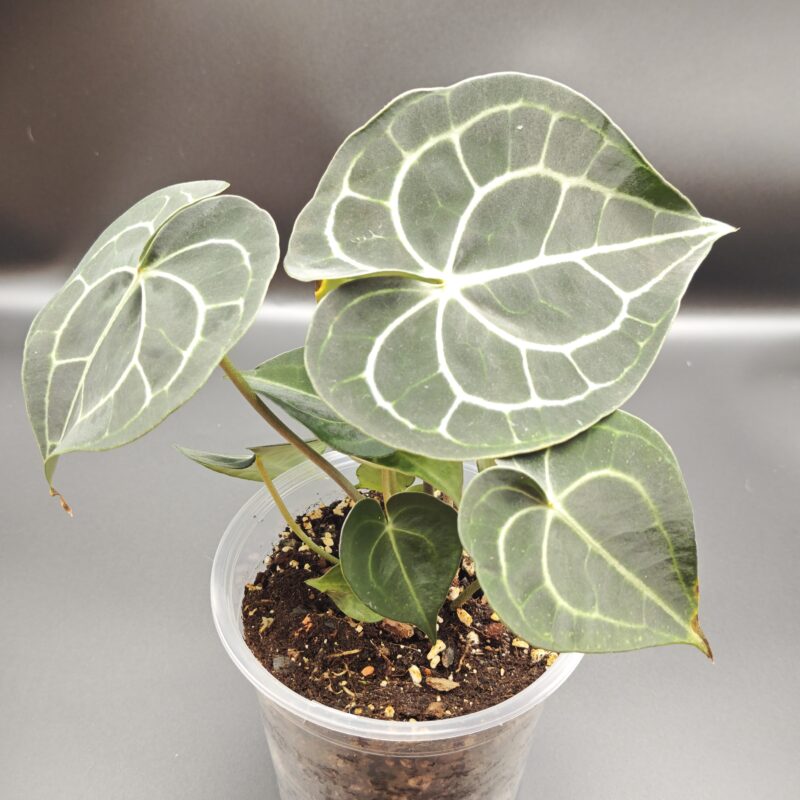 Антуриум Кларинервиум