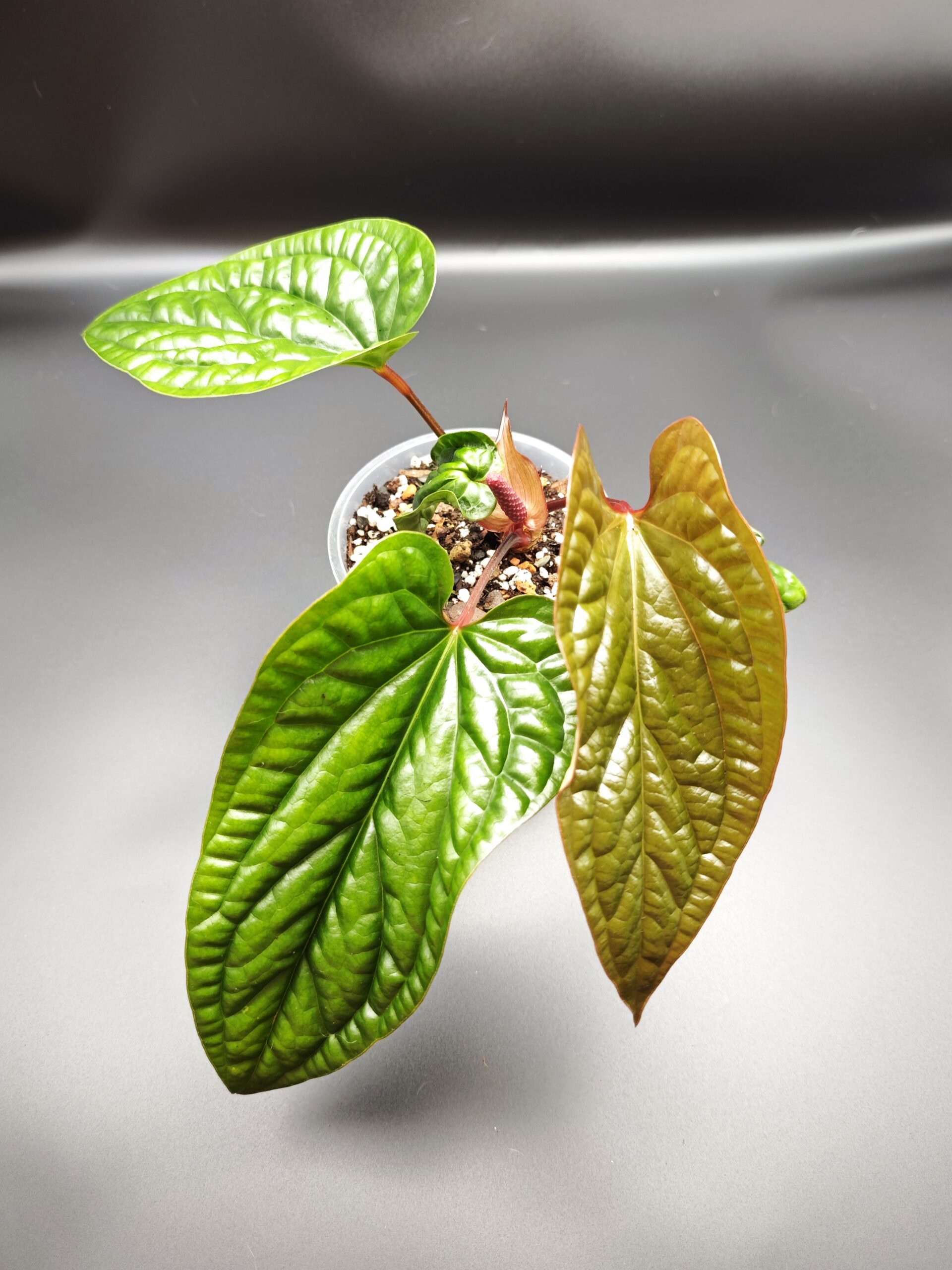 Антуриум Люксурианс х Радиканс — изображение 2
