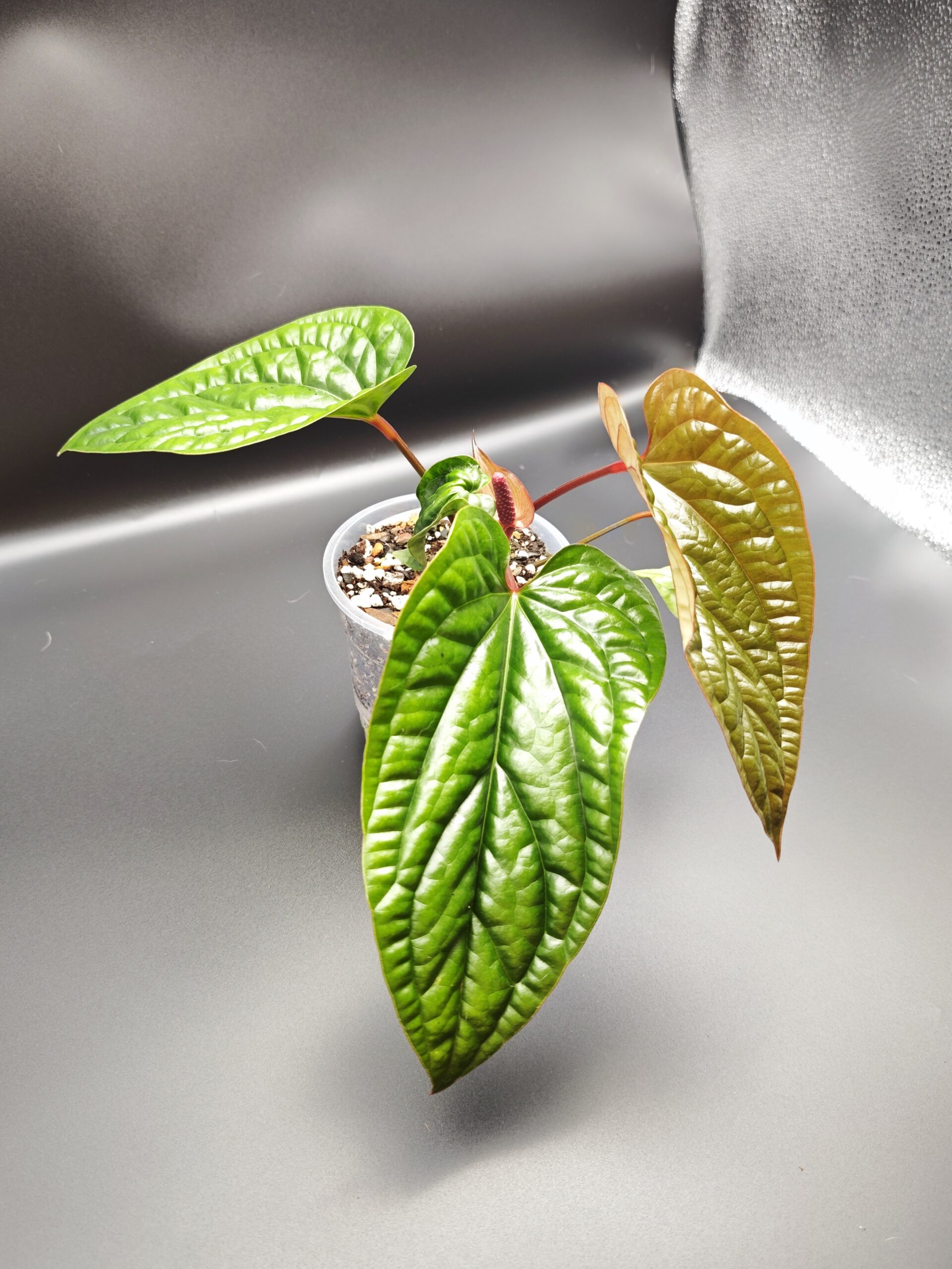 Антуриум Люксурианс х Радиканс — изображение 4