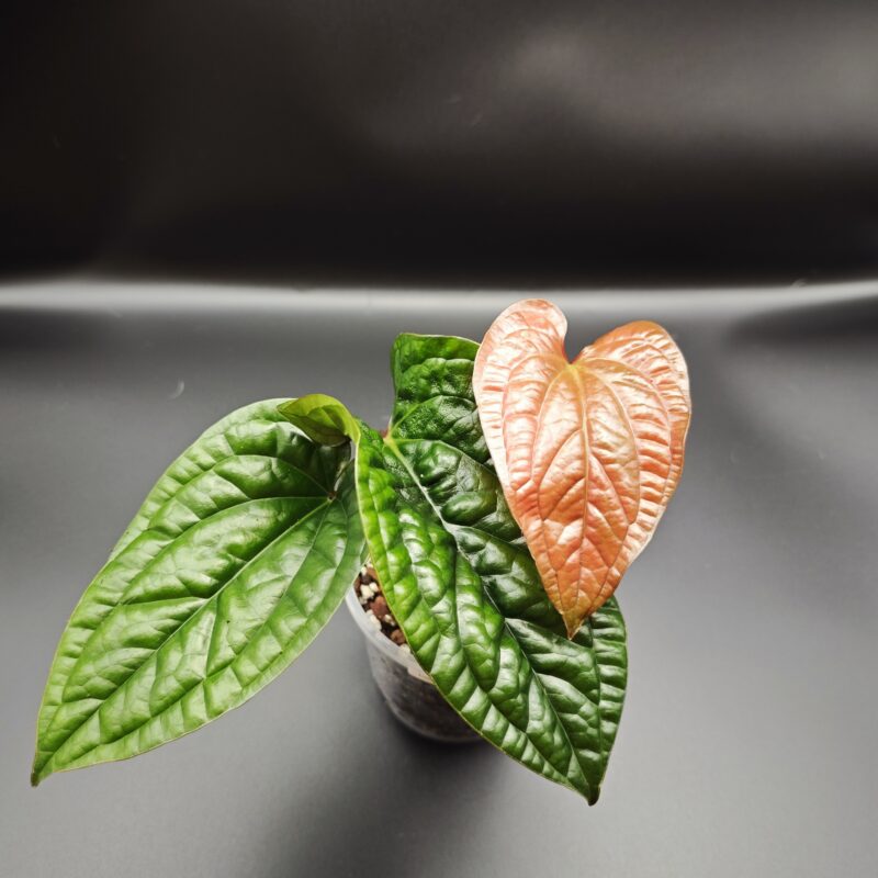 Антуриум Люксурианс Радиканс