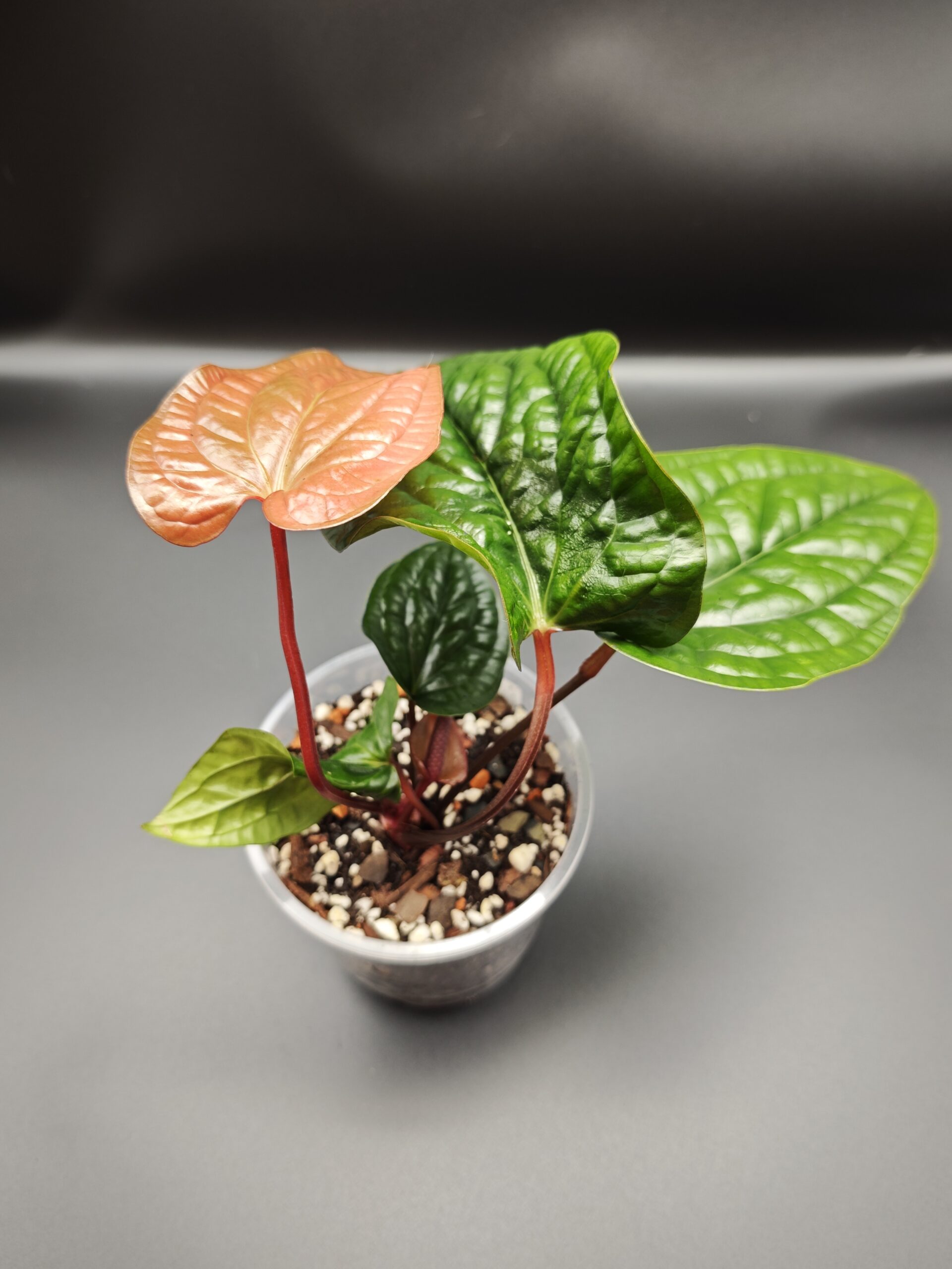 Антуриум Люксурианс х Радиканс — изображение 6