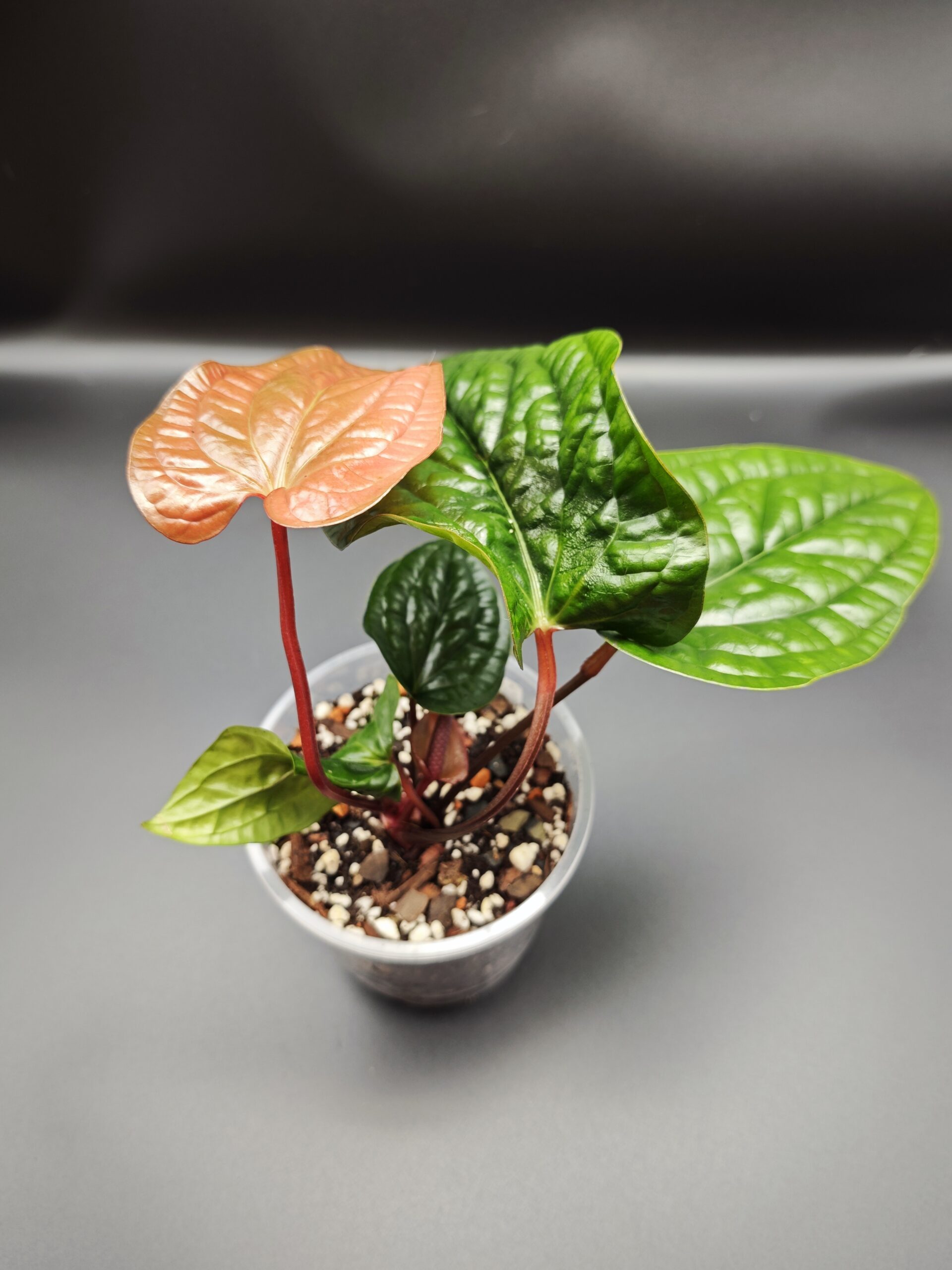 Антуриум Люксурианс х Радиканс — изображение 7