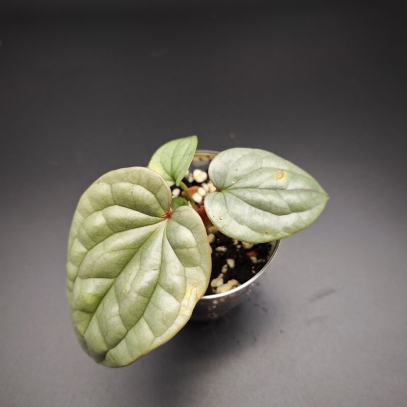 Антуриум Люксурианс