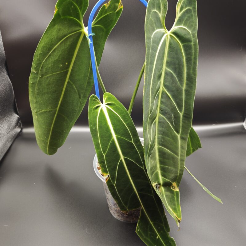 Антуриум Варока