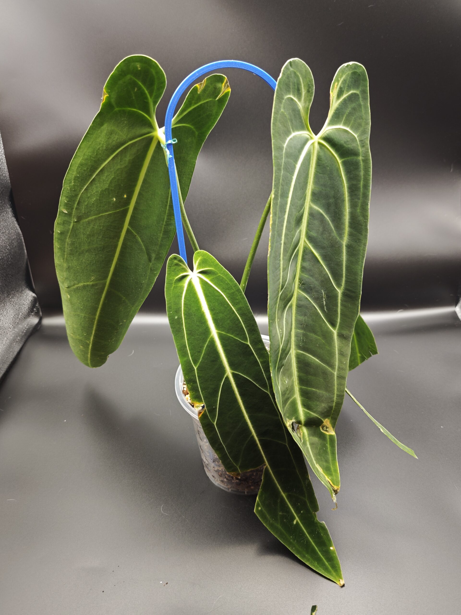 Антуриум Варока