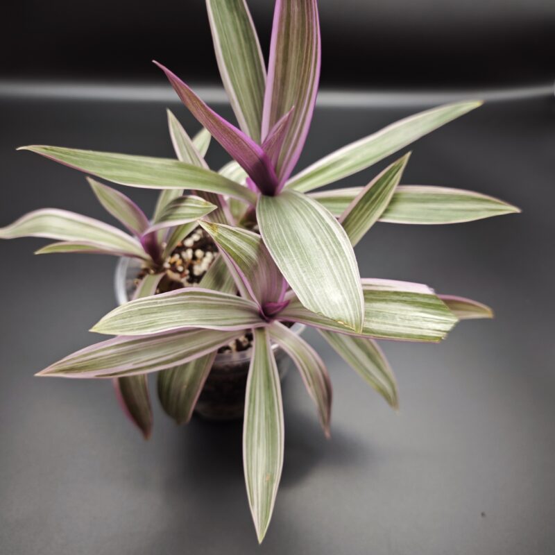 Традесканция Рео Ситара