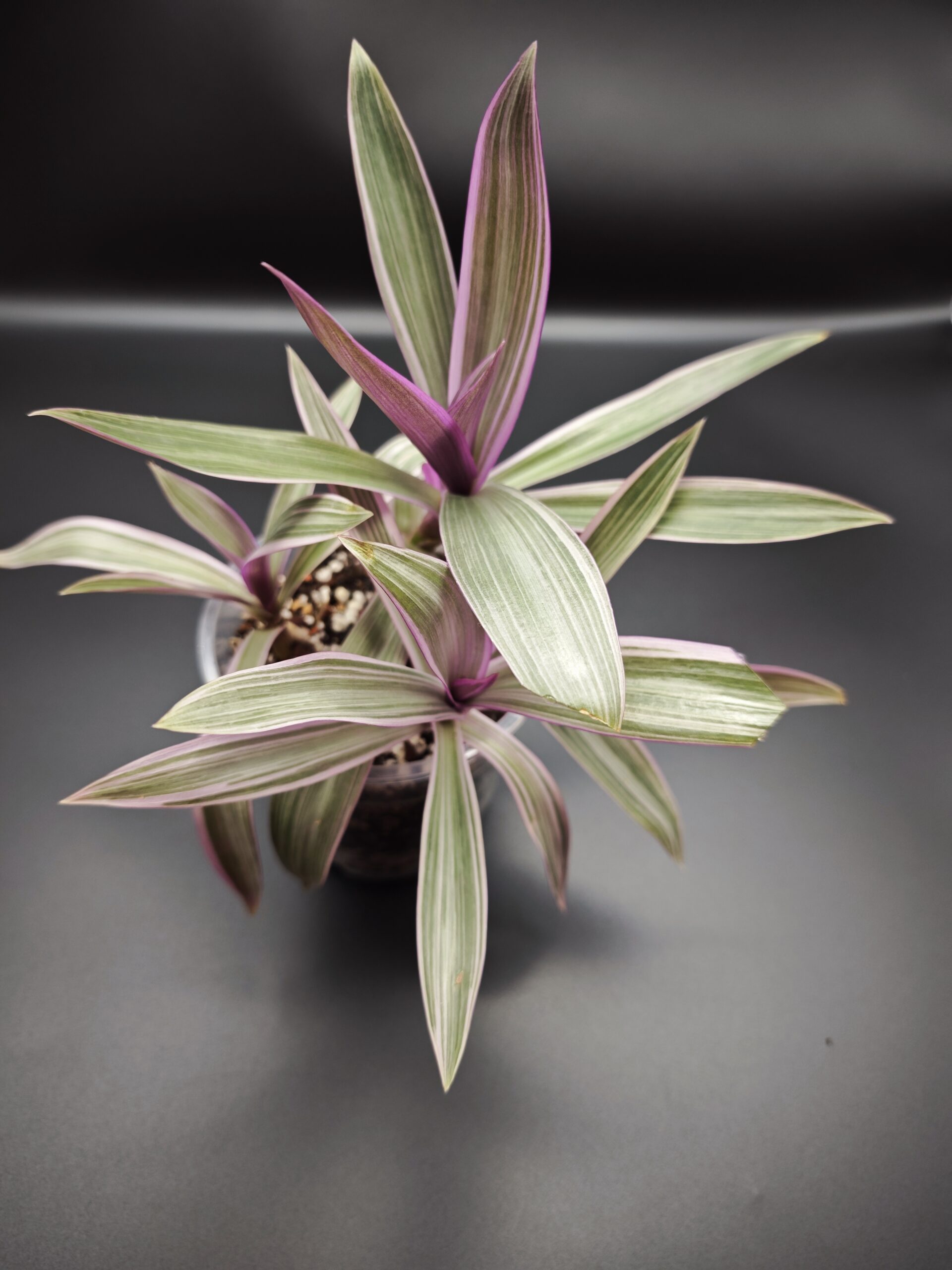 Традесканция Рео Ситара