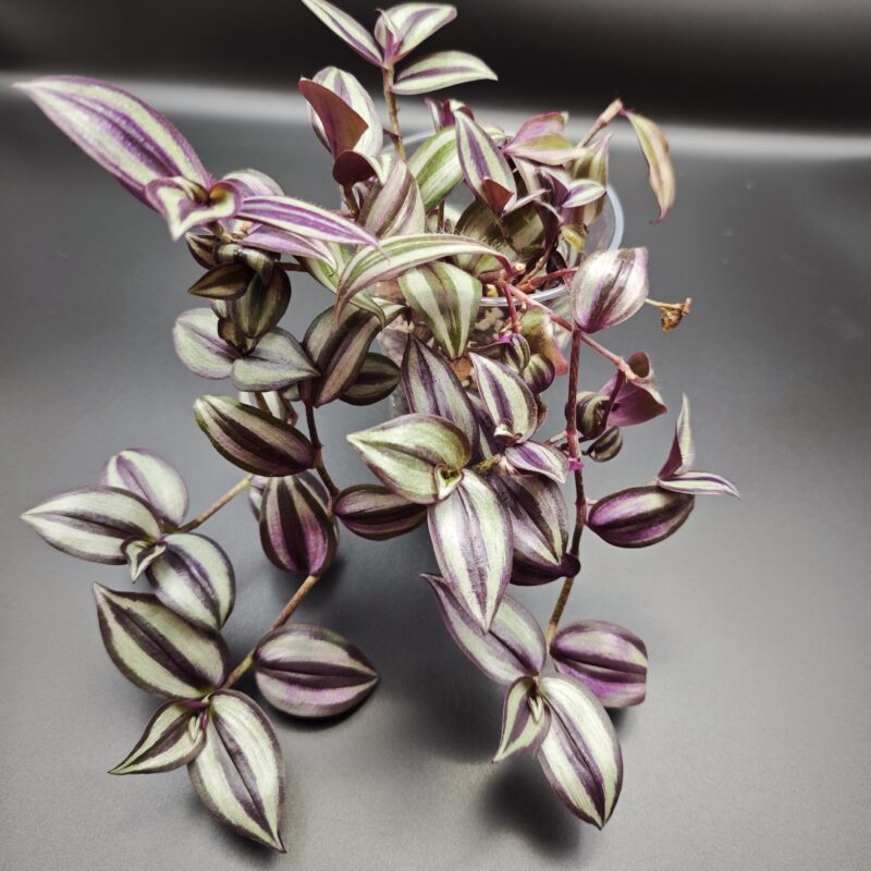 Традесканция Зебрина Перпл Пейшн