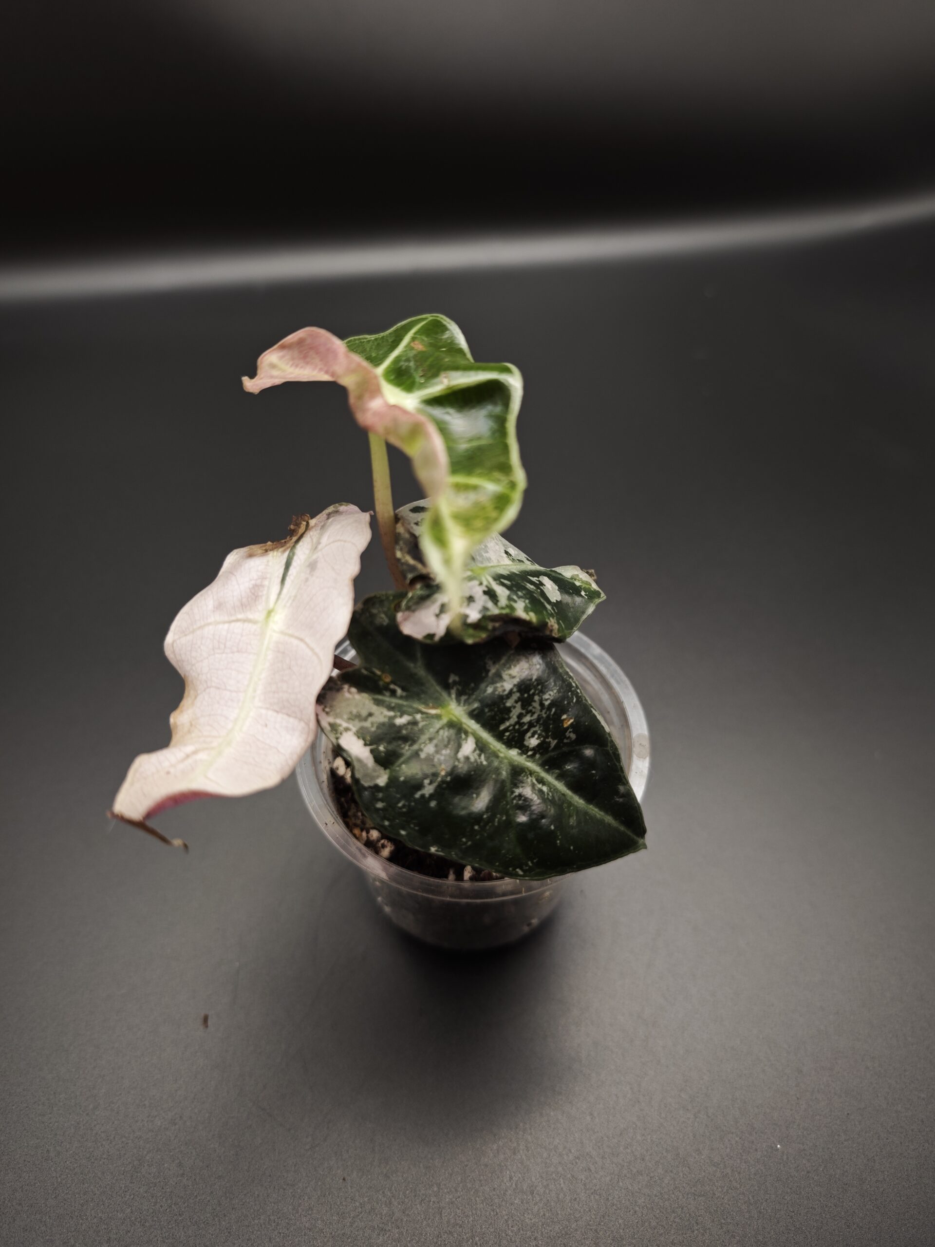 Алоказия Полли Пинк Вариегатная — изображение 2