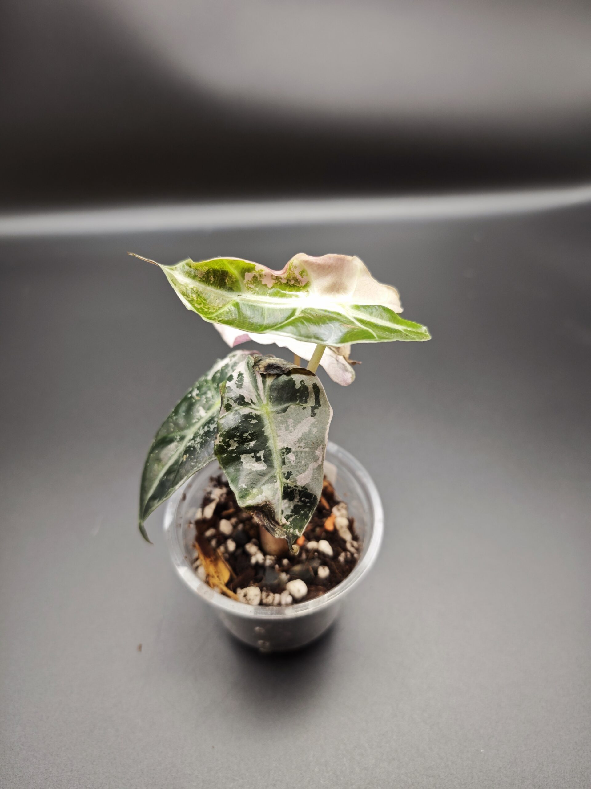 Алоказия Полли Пинк Вариегатная