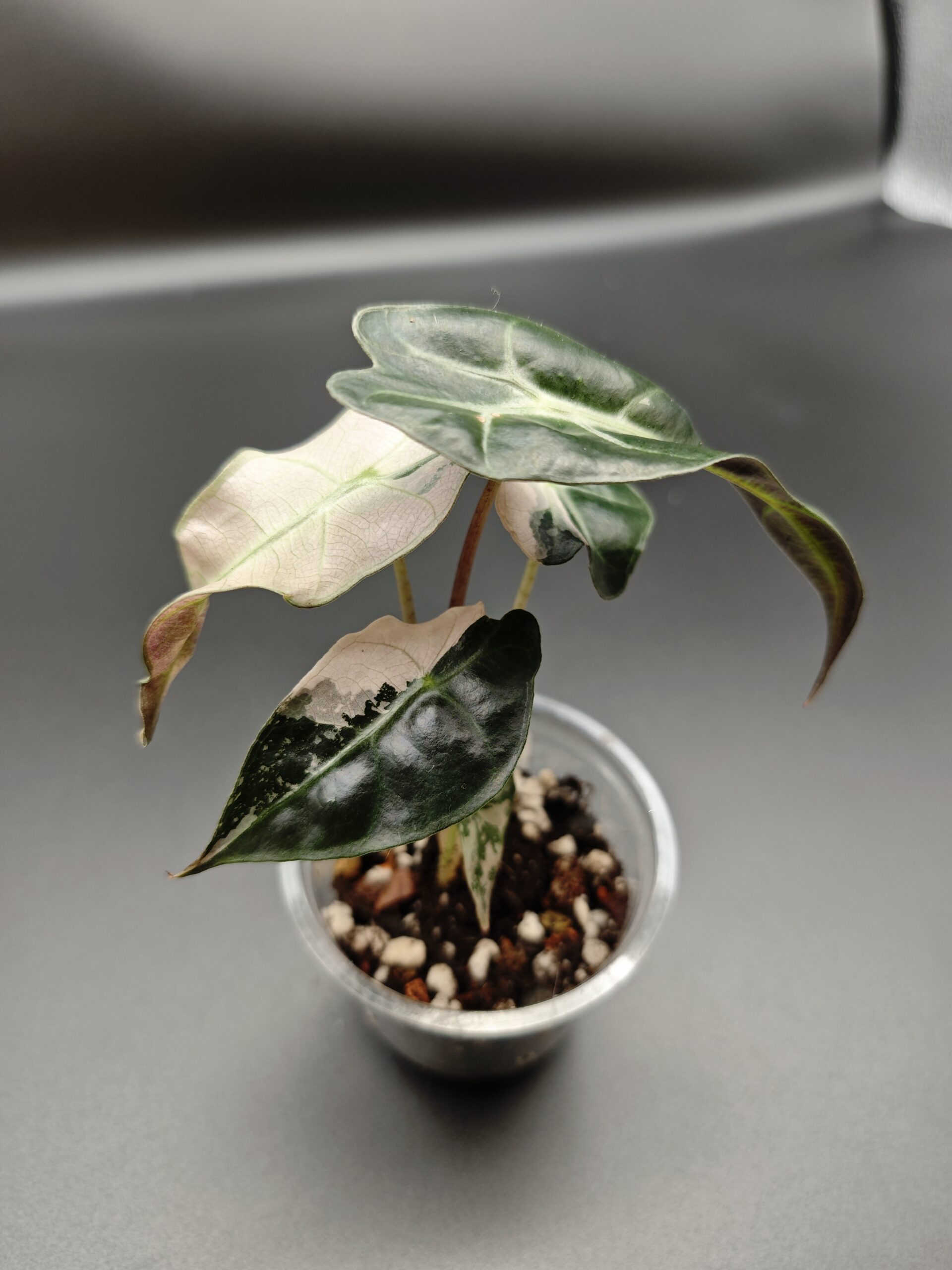 Алоказия Полли Пинк Вариегатная — изображение 3