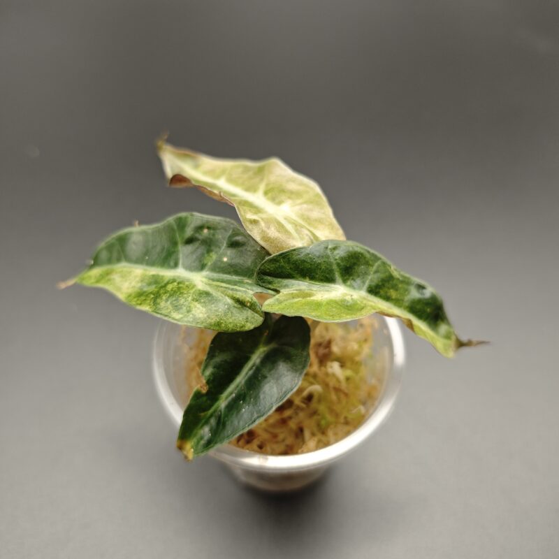 Алоказия Полли Ауреа Вариегата