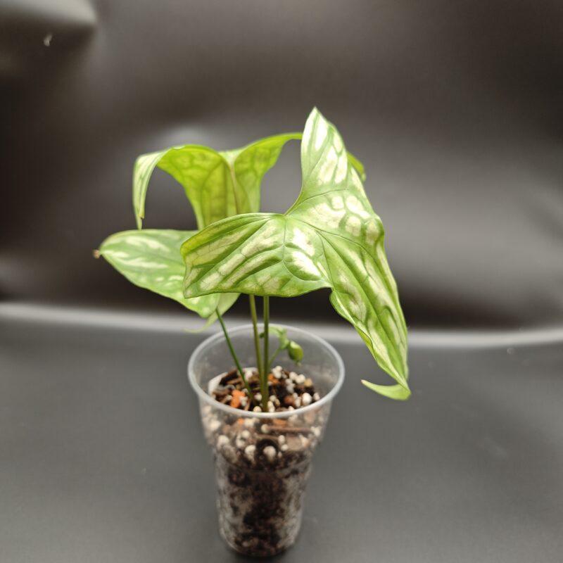 Церцестис Мирабилис