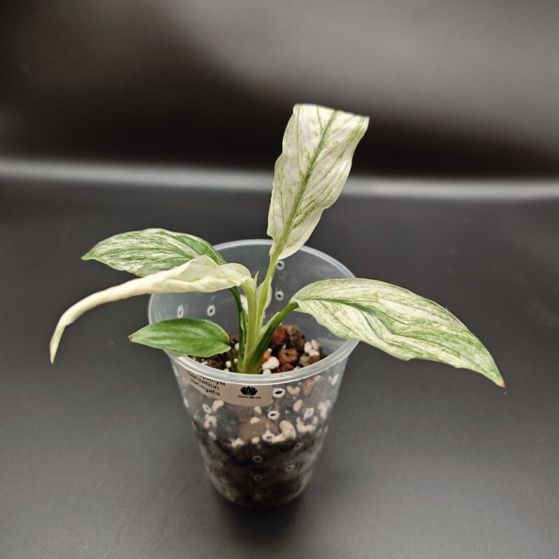 Спатифиллум Сенсация Вариегатный