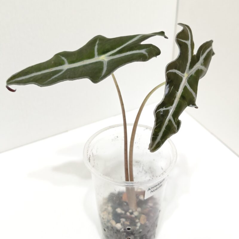 Алоказия Нобилис