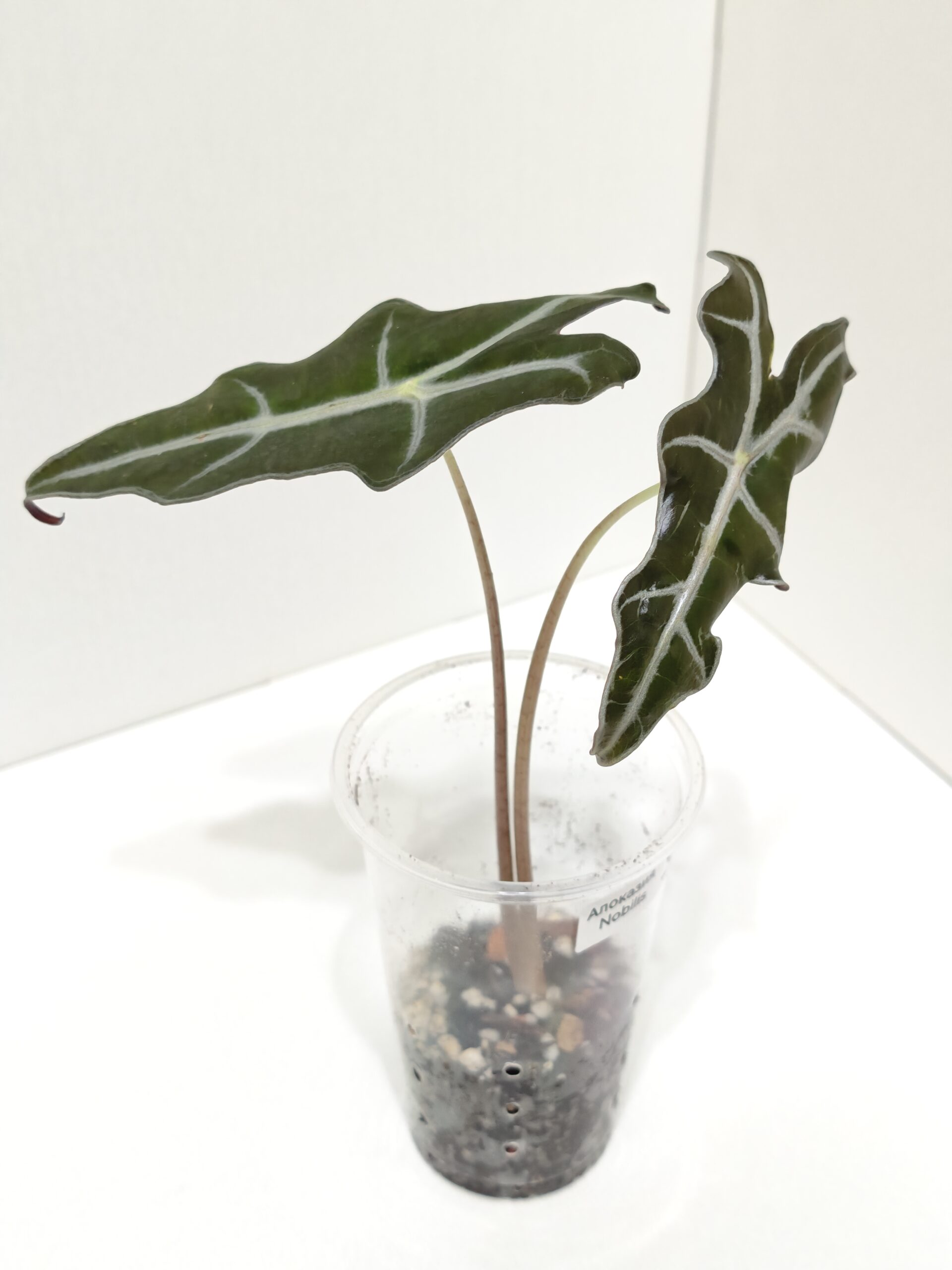 Алоказия Нобилис