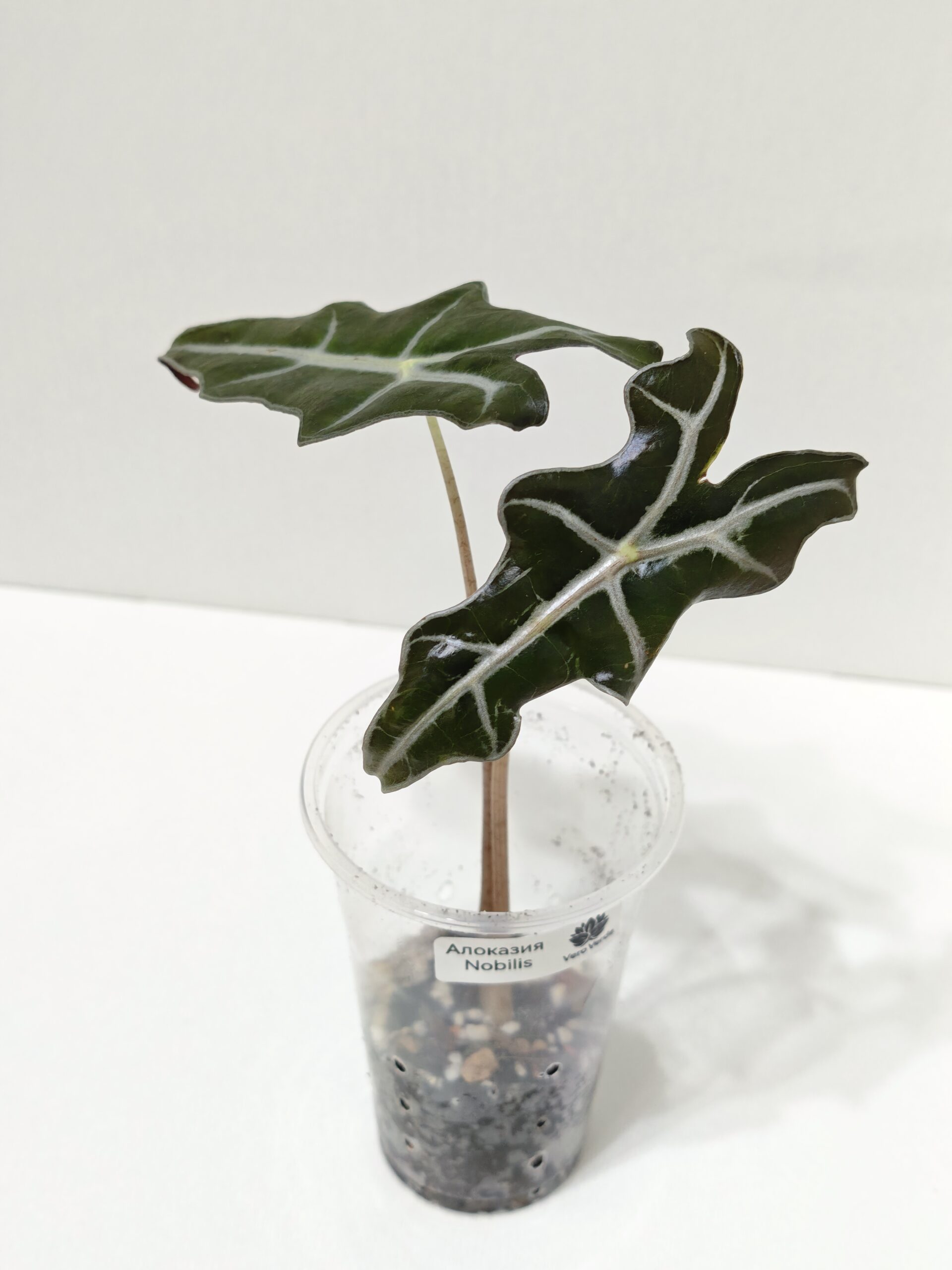 Алоказия Нобилис — изображение 2