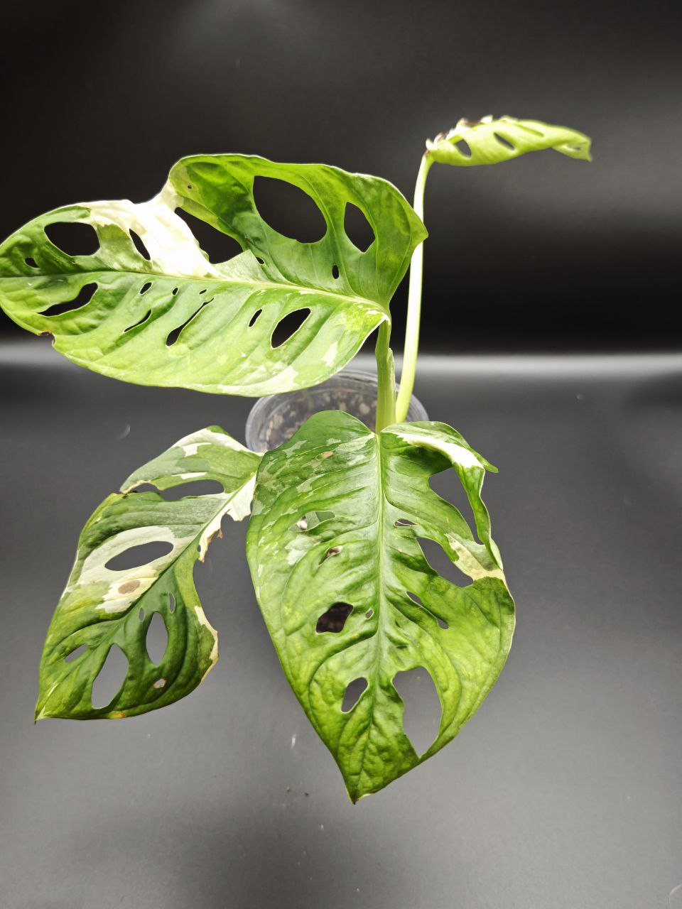 Монстера Манки Японский триколор