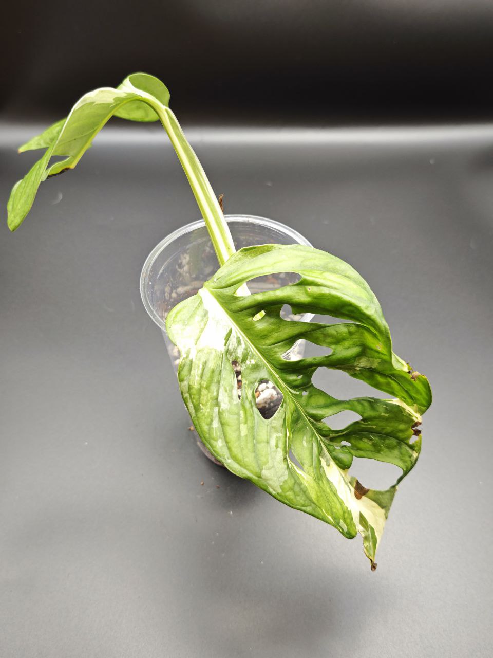 Монстера Манки Японский триколор 25 см — изображение 3