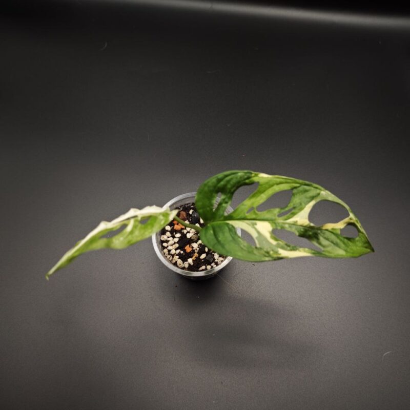 Монстера Манки Японский триколор