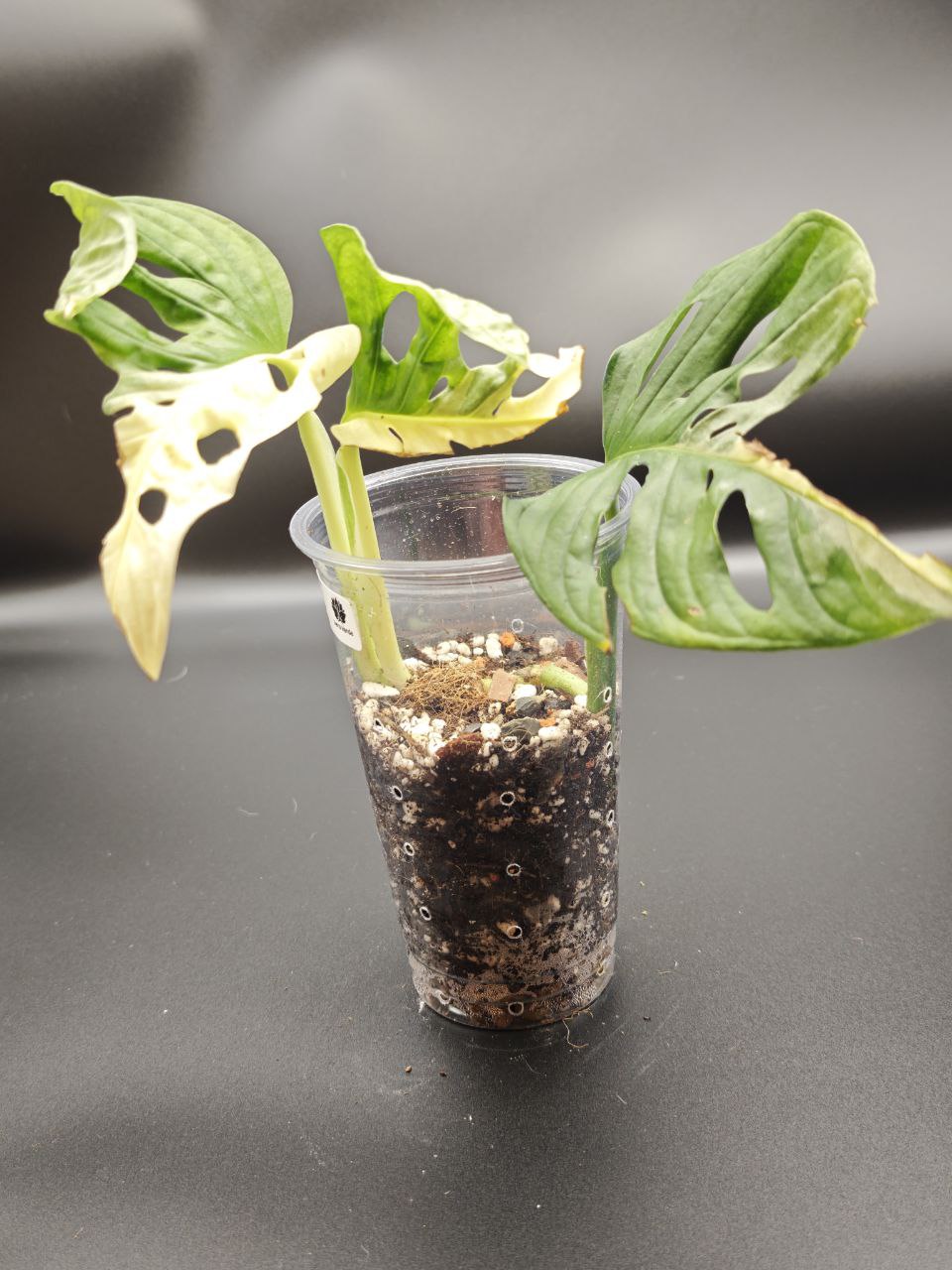 Монстера Манки Японский триколор 25 см — изображение 4